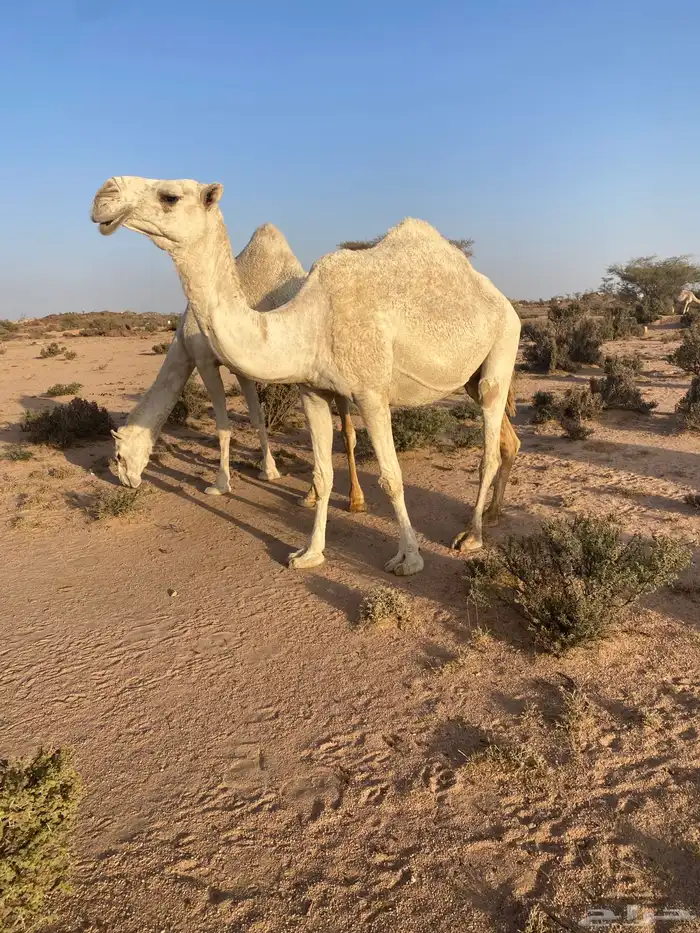 لقحه طيبه 2