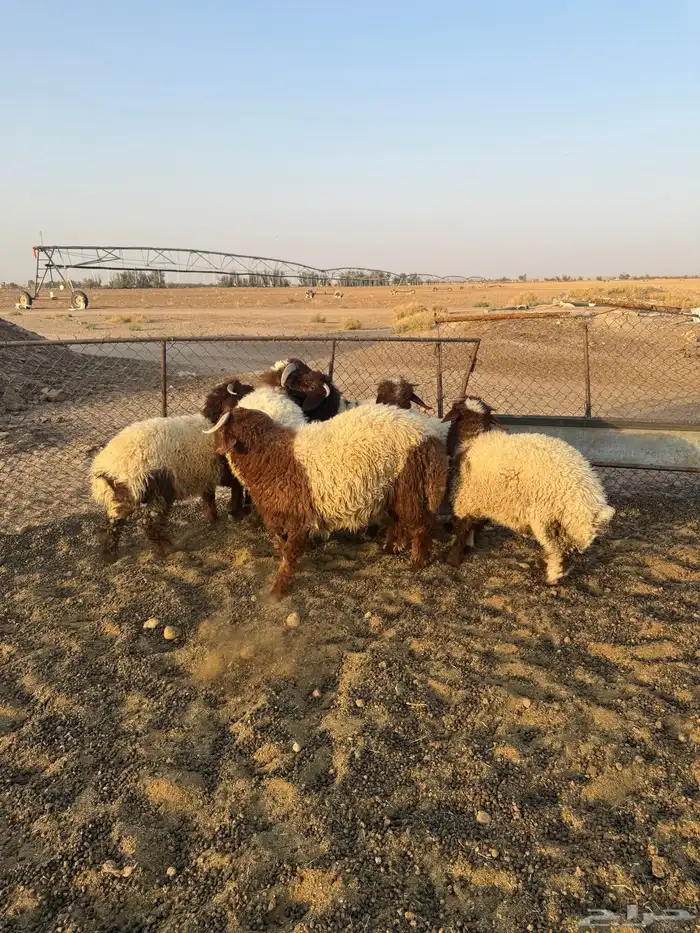 طليان نعيم 7