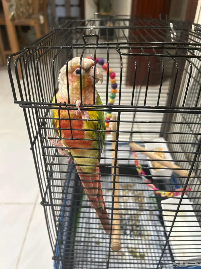 للبيع ببغاء كنيور عمره 3 سنوات تقريبا 1