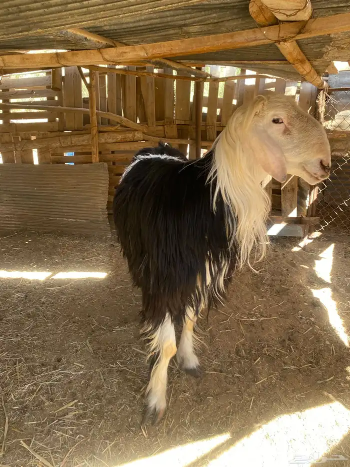 خروف نجدي طيب ( ثني ) 0