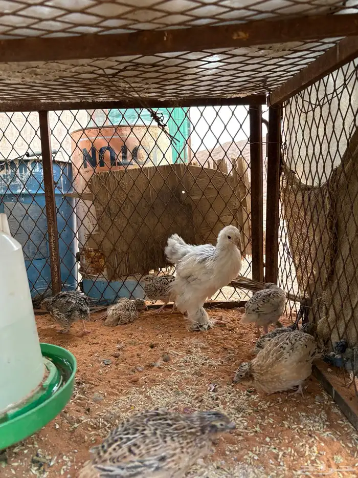 صوص دجاج وسمان 7