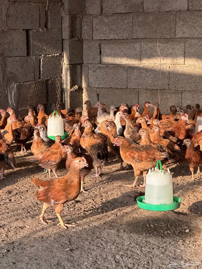 فروخ دجاج فرنسي 1