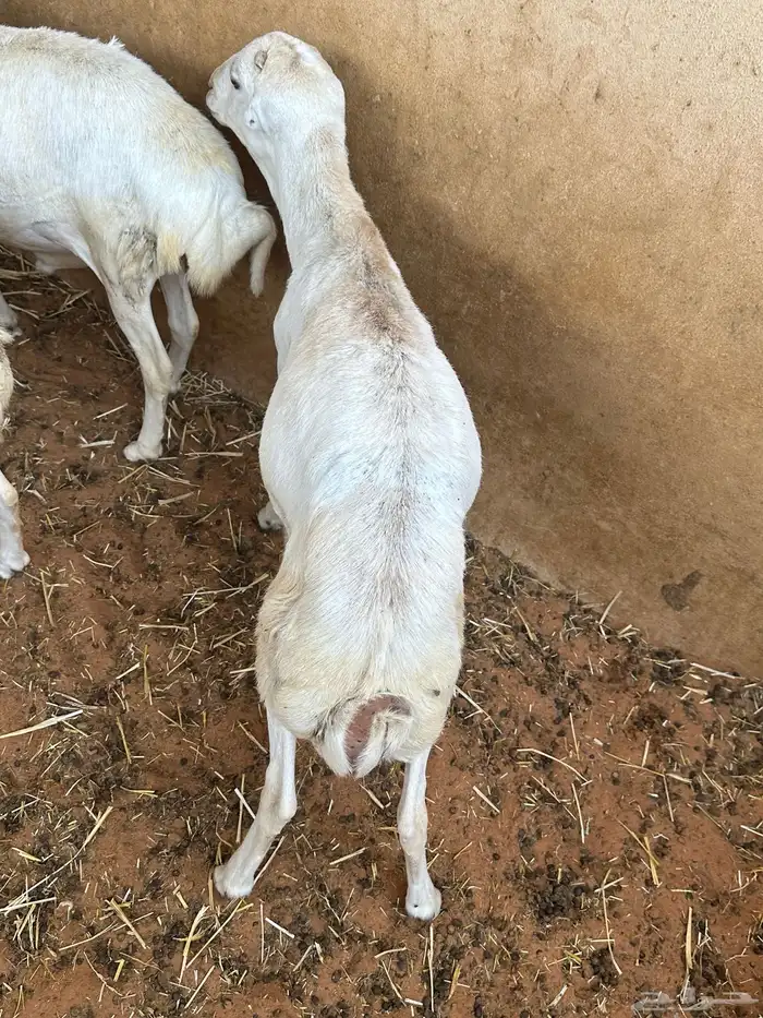 طليان رفيديات 19