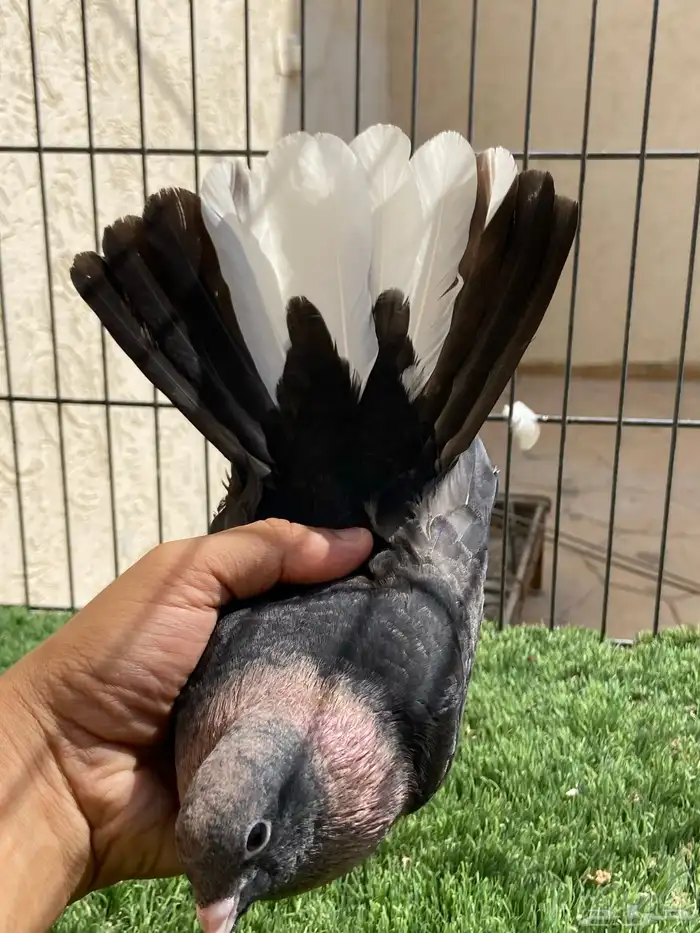 قطايف محاريق 2