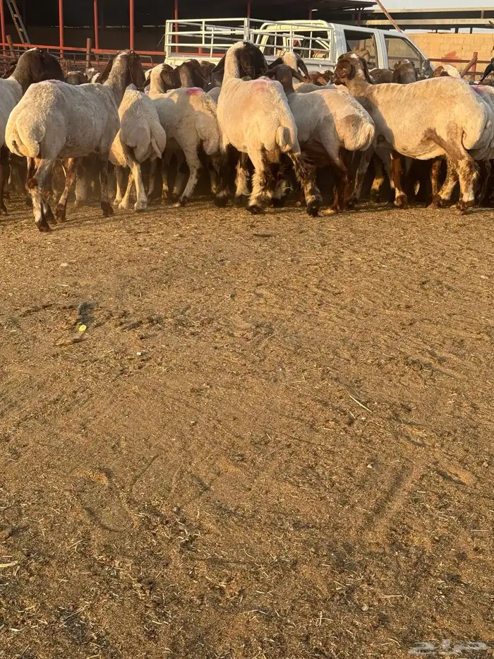 غنم نعيم 13
