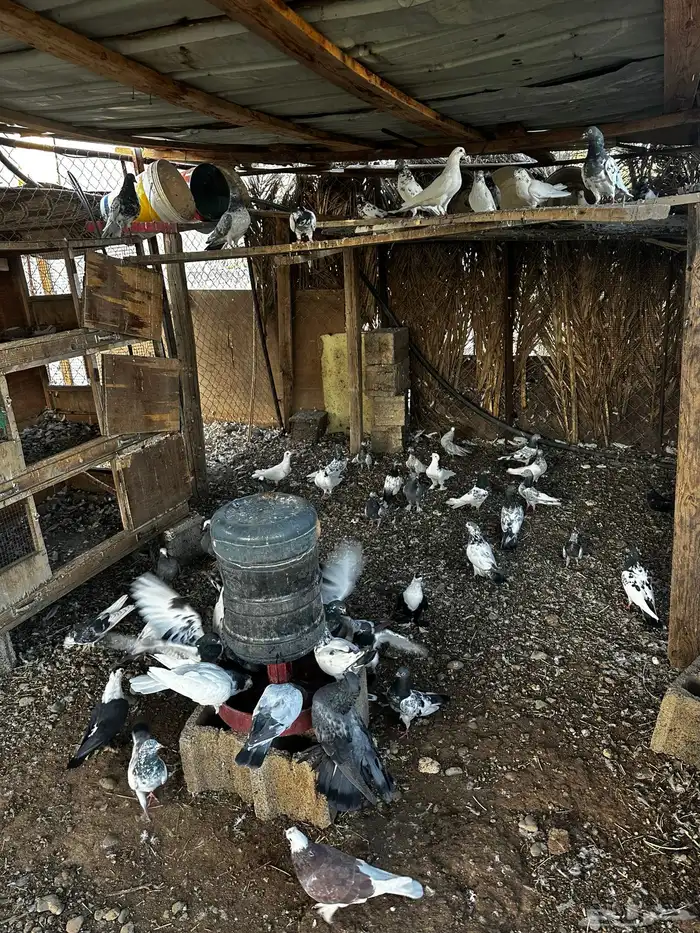 عشه حمام باكستاني للبيع فواخر الباكستاني 4