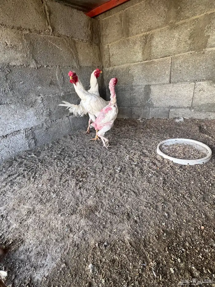 ديكين ودجاجه سندي 3