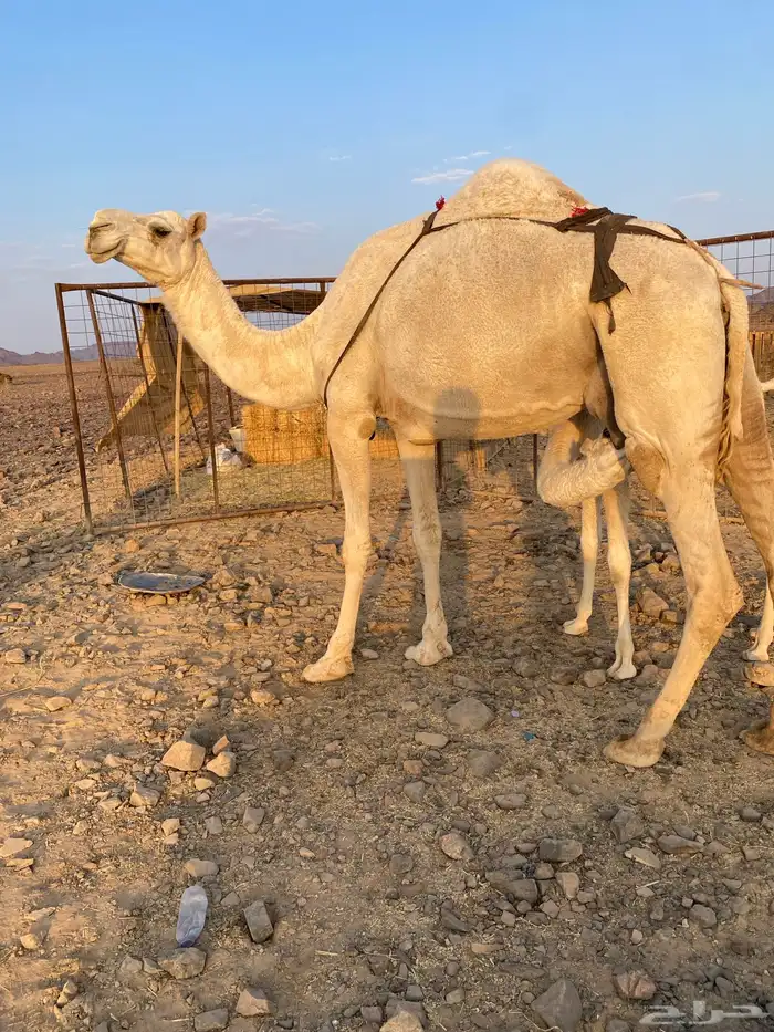 خلفه وضحا ناقة كفو ناقة انتاج ومنيحه طيبه الحد10500تمم البيع 1
