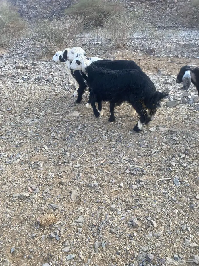 نجد 5 1