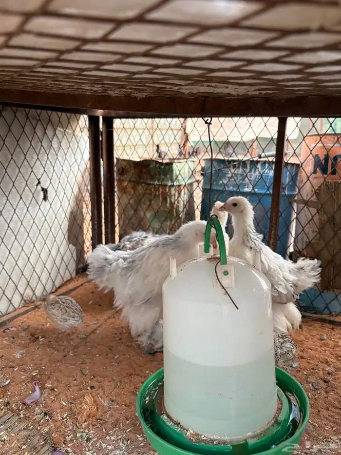 صوص دجاج وسمان 5