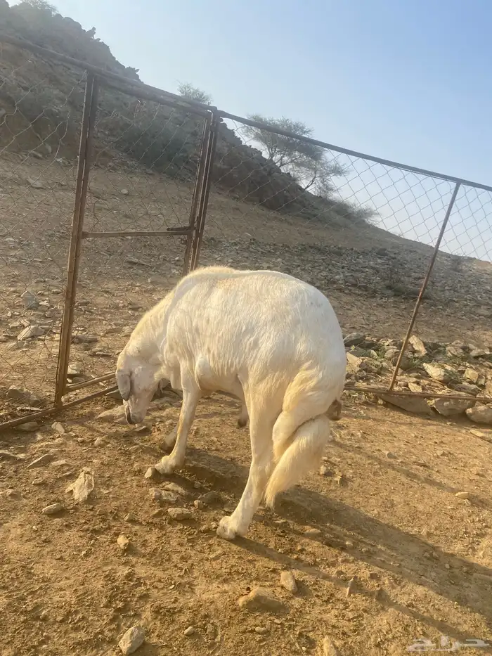 للبيع خروف فحل شرط من جميع العيوب الحمدلله أسن جامع 5