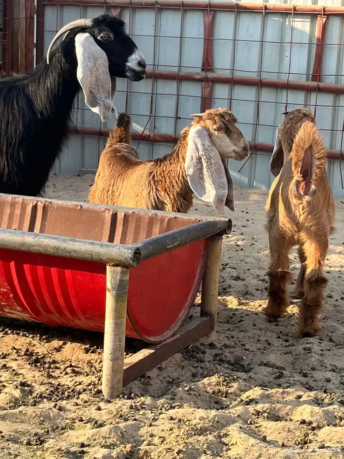 عنز عارضيه رغوث 6