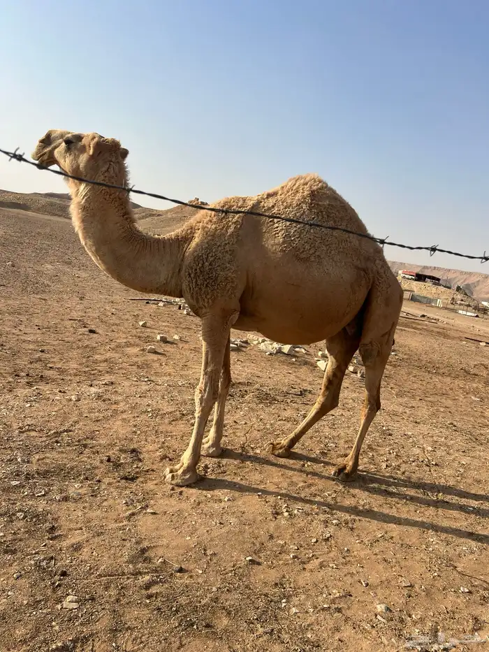 ناقة شقحاء ام رابع 3