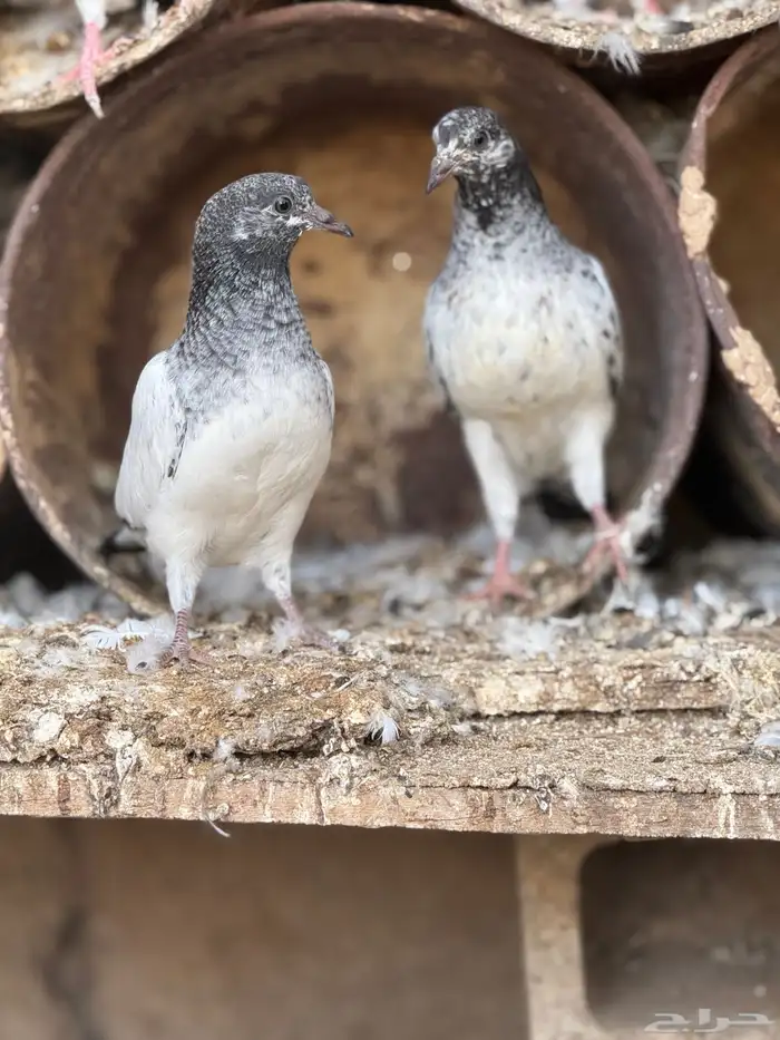 فراخه حمام هندي 0