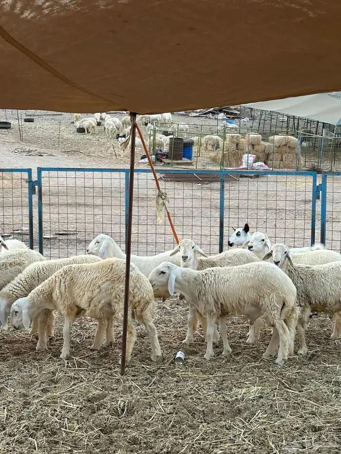 طليان حري 1