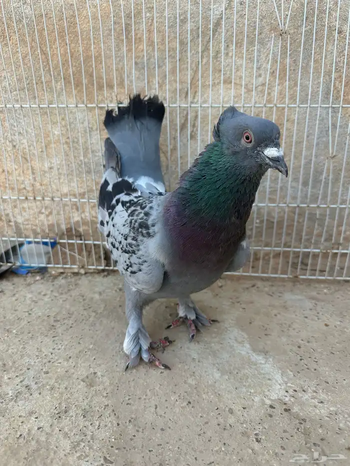 حمام زينه 2