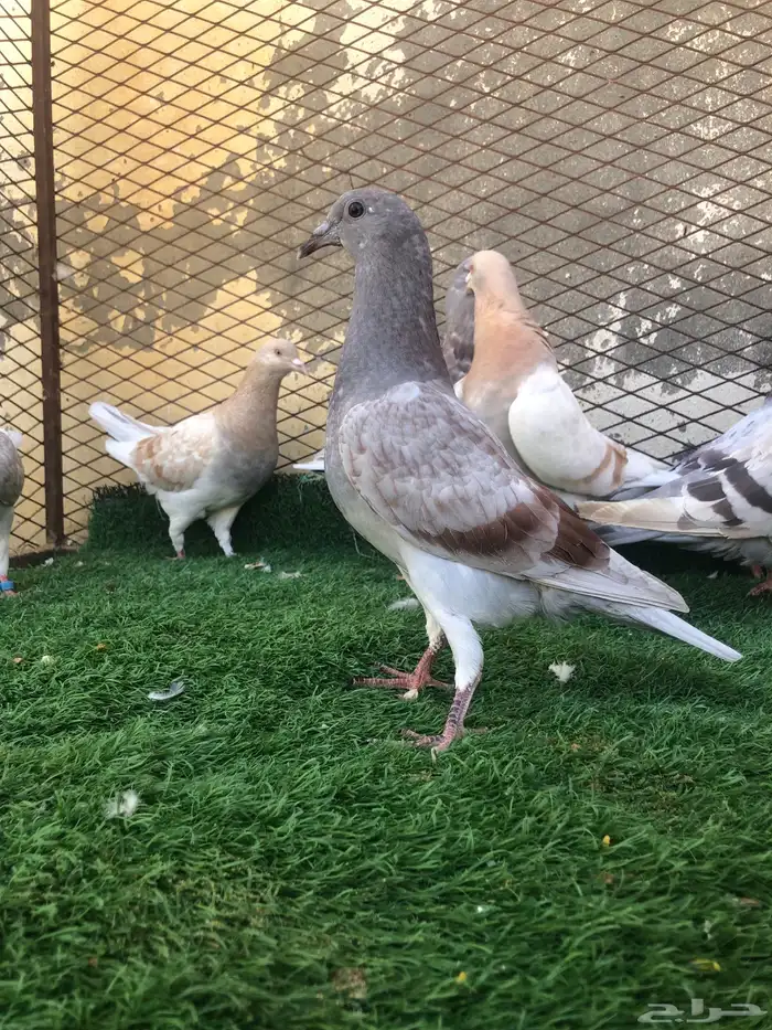 حمام سلفر منوع 3