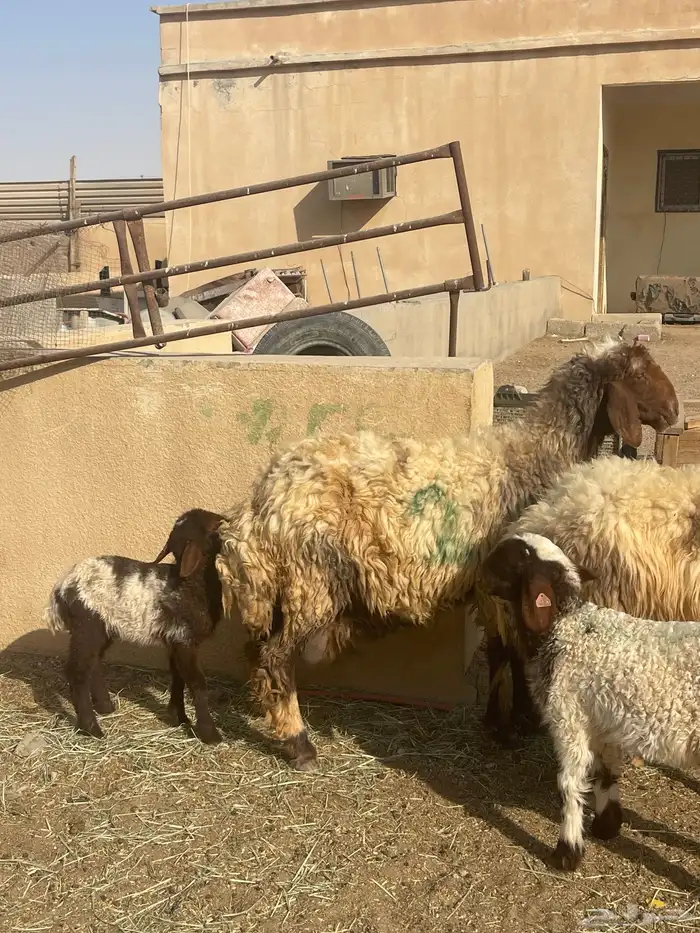 مطافيل نعيم رغث متابيع 2