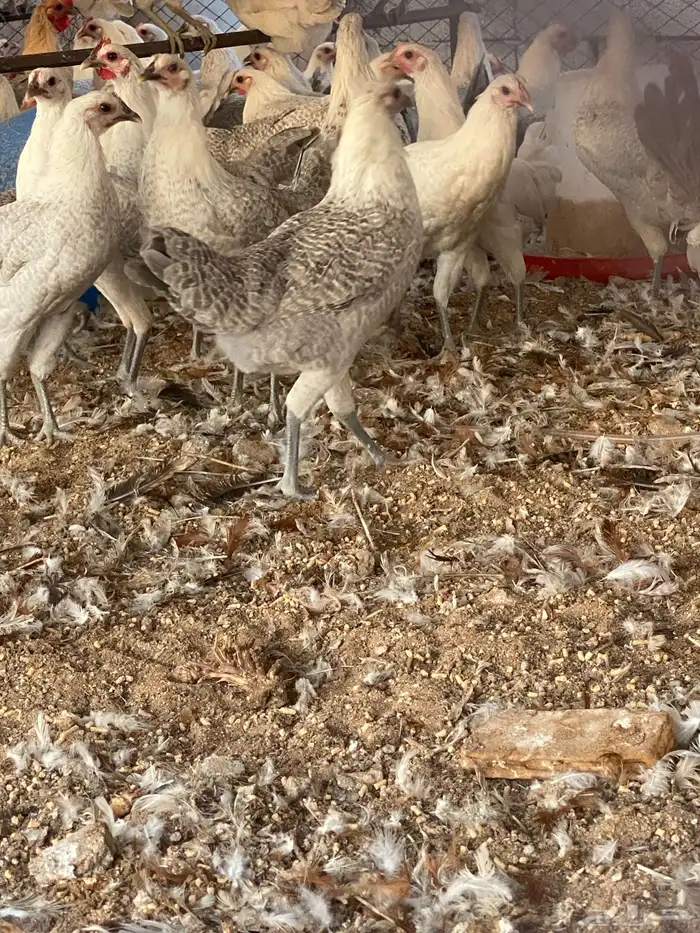 دجاج وديوك فيومي المنيوم سلالة صافيه ( جملة وتفريد) 15