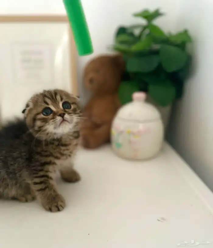 سكوتش فولد تايقر اقساط تابي 2