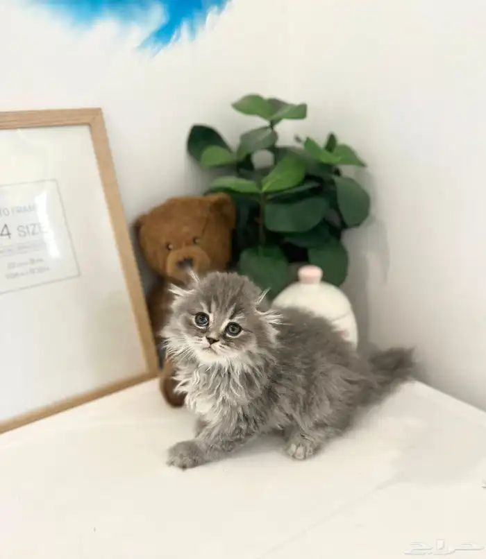 سكوتش فولد لونق هير اقساط تابي 1