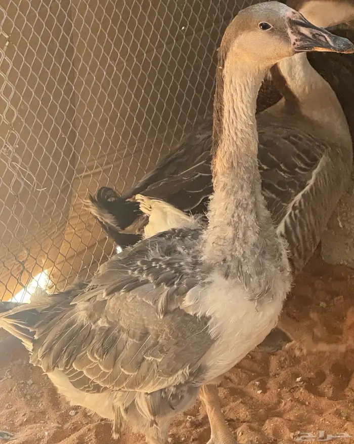 انثى وز عراقي 2