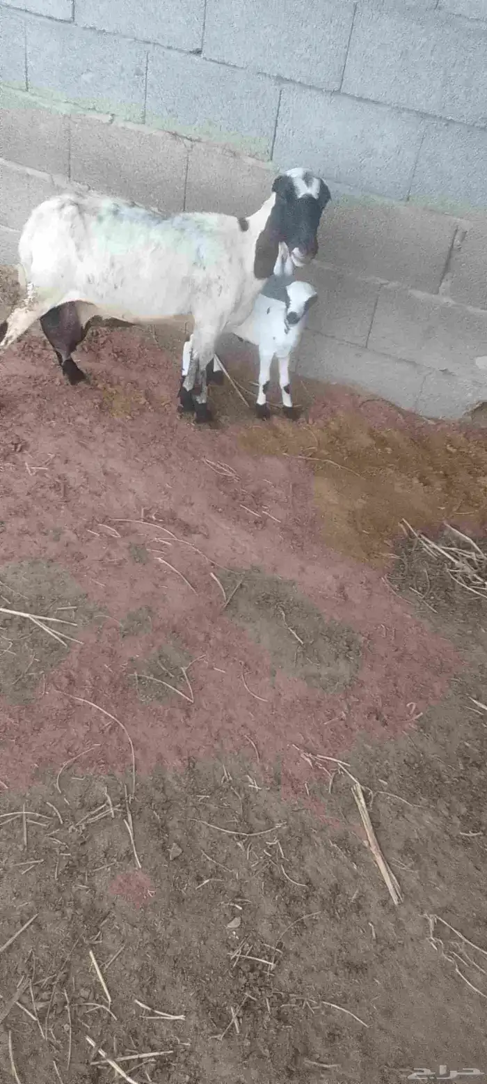 نعجه منتوج 0