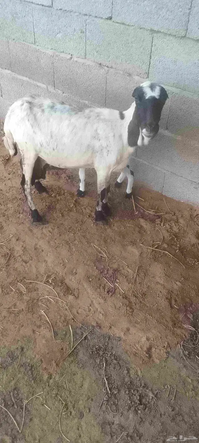 نعجه منتوج 3