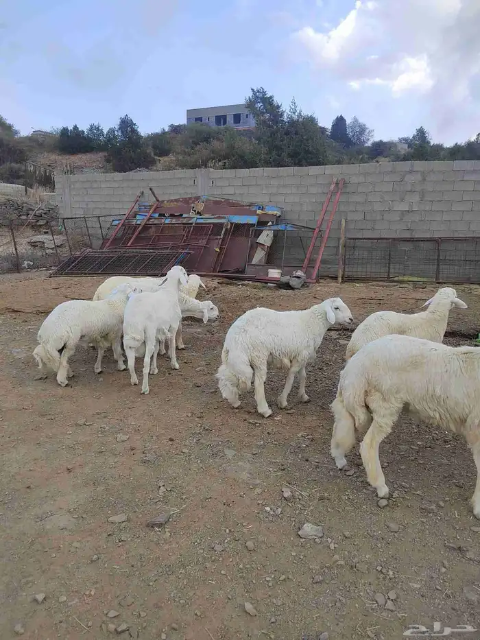 أغنام للبيع (( طليان رخال تيوس) ) 8