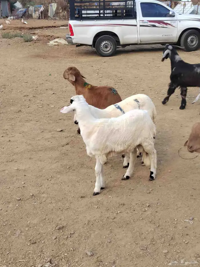 أغنام للبيع (( طليان رخال تيوس) ) 2