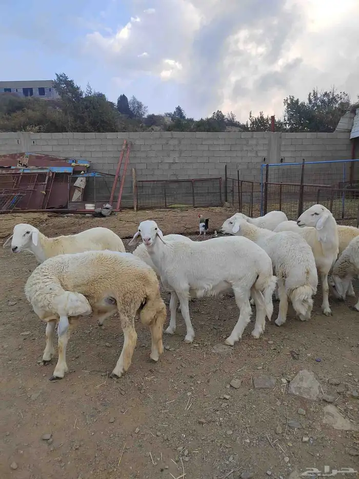 أغنام للبيع (( طليان رخال تيوس) ) 6