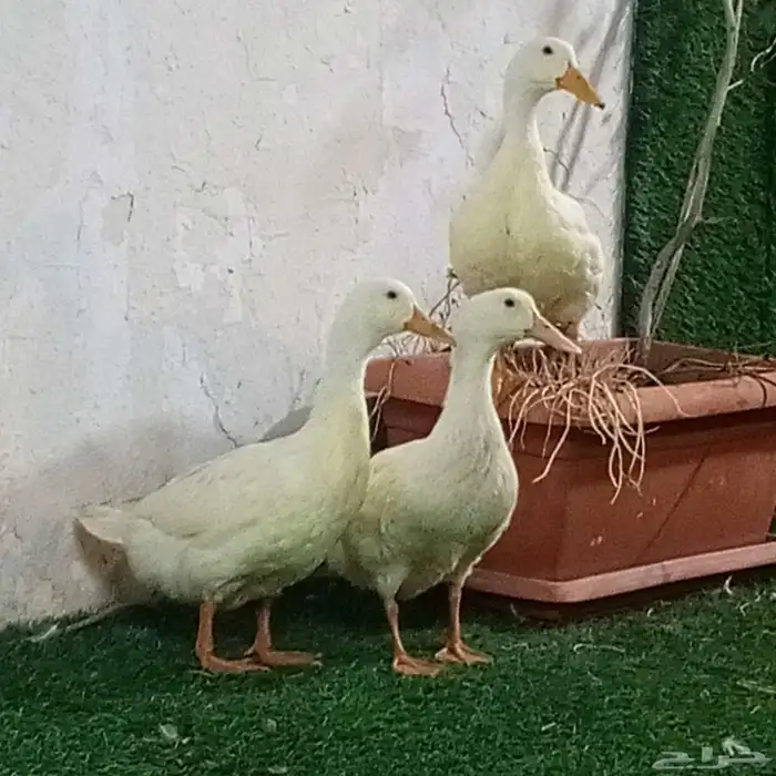 بط متوسط الحجم 0