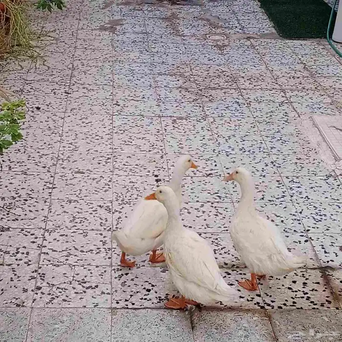 بط متوسط الحجم 2
