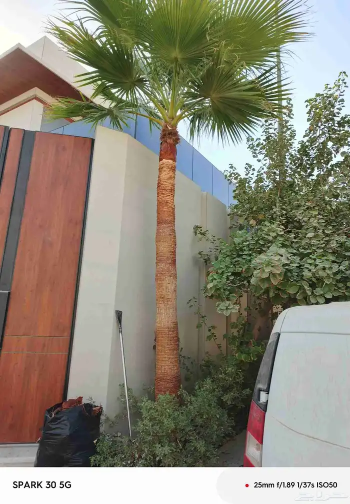اشجار نخيل واشنطونيا ونخل عربي 9