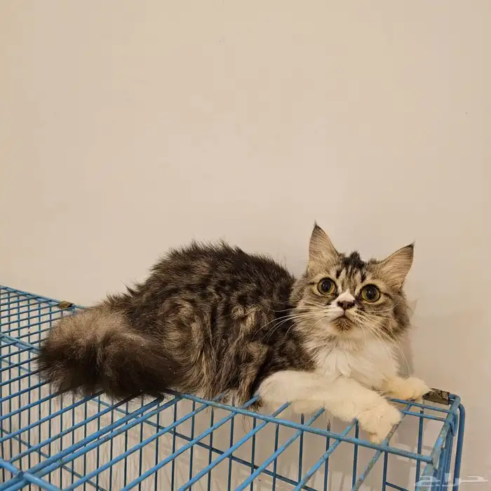 قطة هاف بيكي للتبني 0