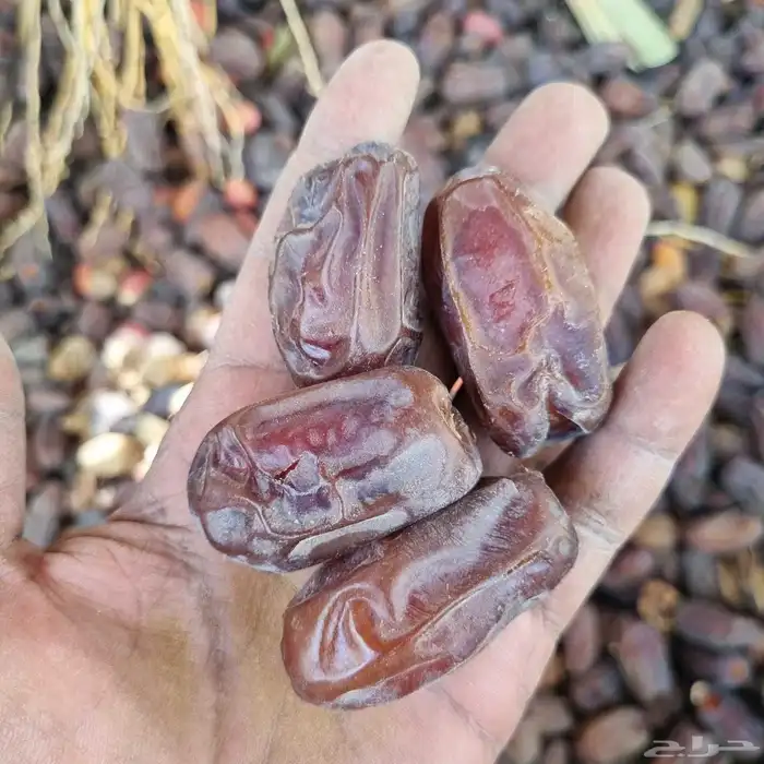 موجود خضري بسعار مناسبه 0