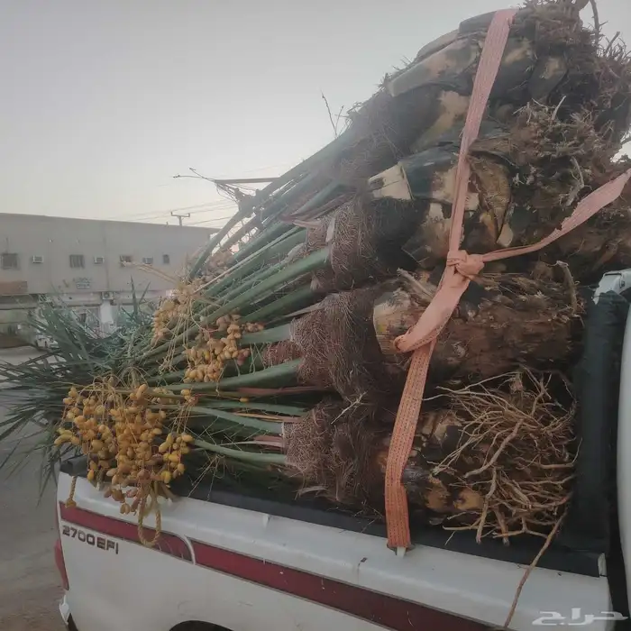 25نخله خلاص اشقر مثمر متوفر الدوادمي عرجاء الضال رفايع الجمش 0