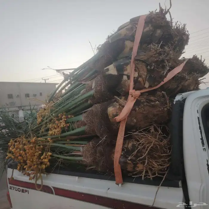 25نخله خلاص اشقر مثمر متوفر الدوادمي عرجاء الضال رفايع الجمش 1