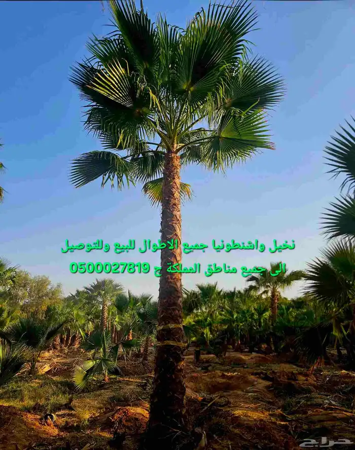 نخل واشنطني نخل ملوكي ثيل طبيعي للبيع 0