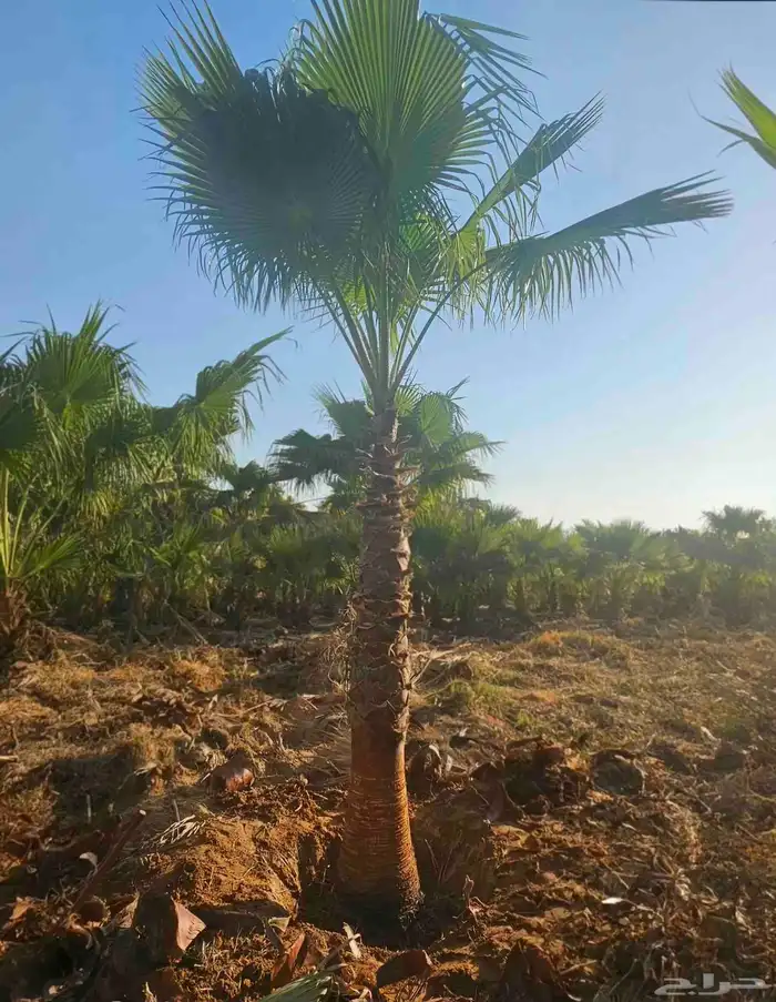 نخل واشنطني نخل ملوكي ثيل طبيعي للبيع 3