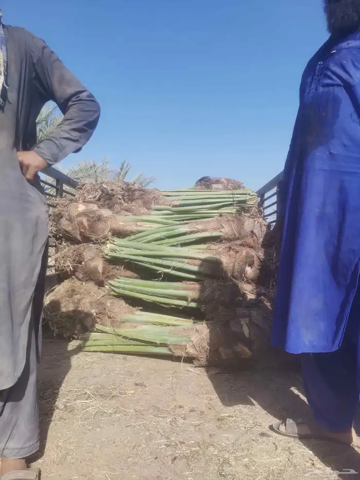 مقول نخل وشبوك مزارعه 0