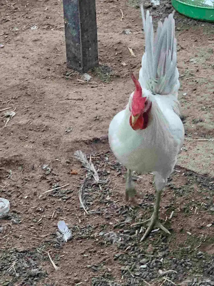 للبيع ديكه فيومي 1