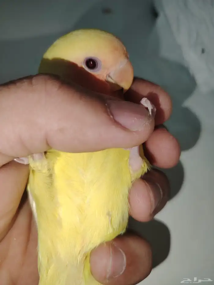 فرخ روز تم البيع تم البيع 9