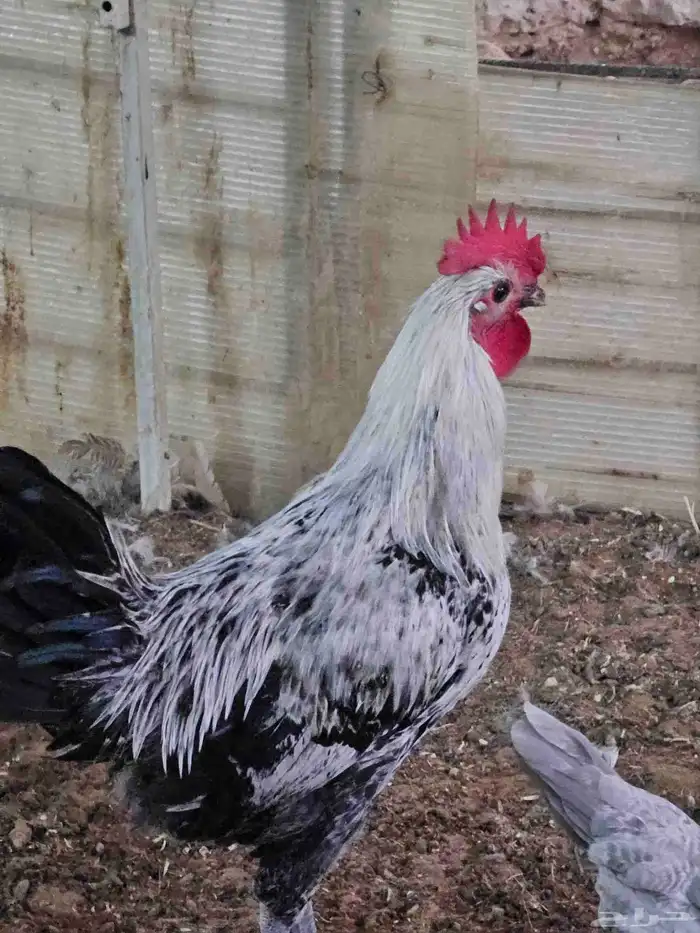 للبيع ديكه فيومي 2