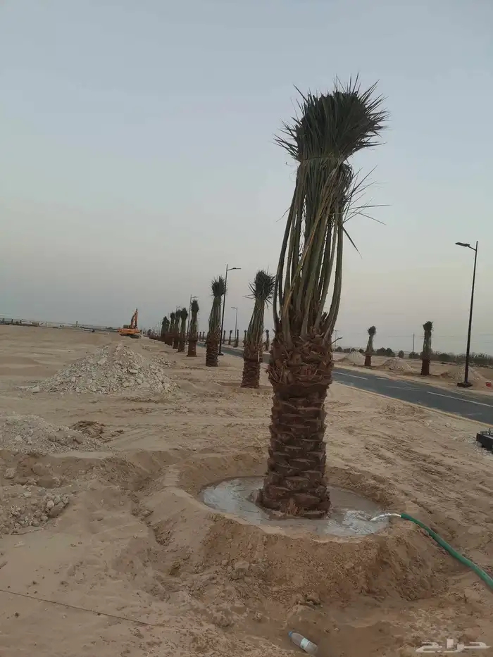 مقول نخل وشبوك مزارعه 6