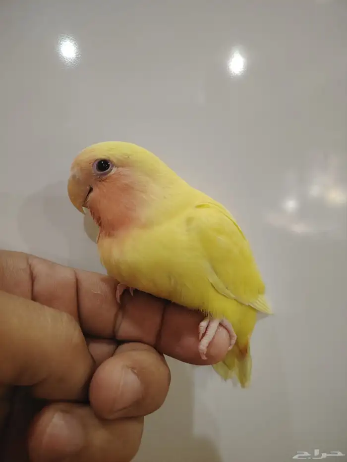 فرخ روز تم البيع تم البيع 8