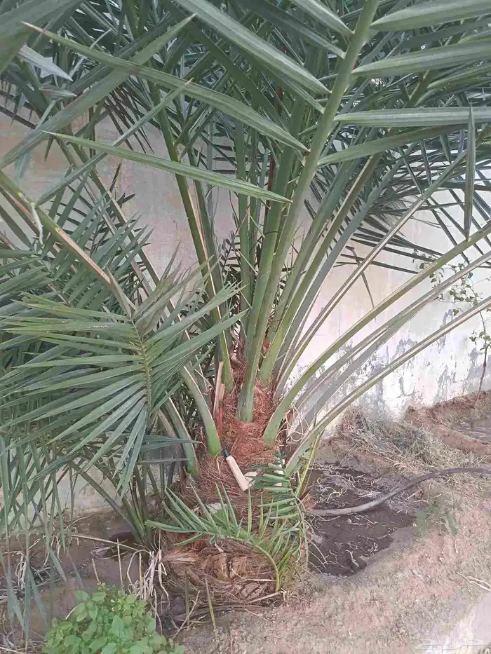 توريد جميع انواع النخل خلاص برحي مجدول صقعي هلال شيشي 9