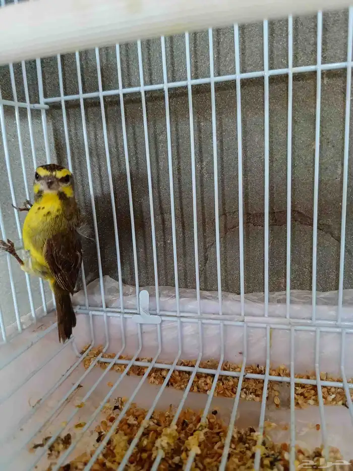 ياسمين موزمبيقي 4