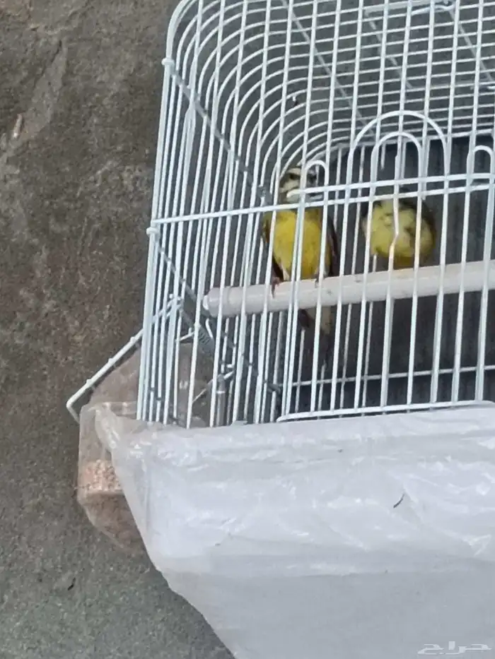 ياسمين موزمبيقي 0