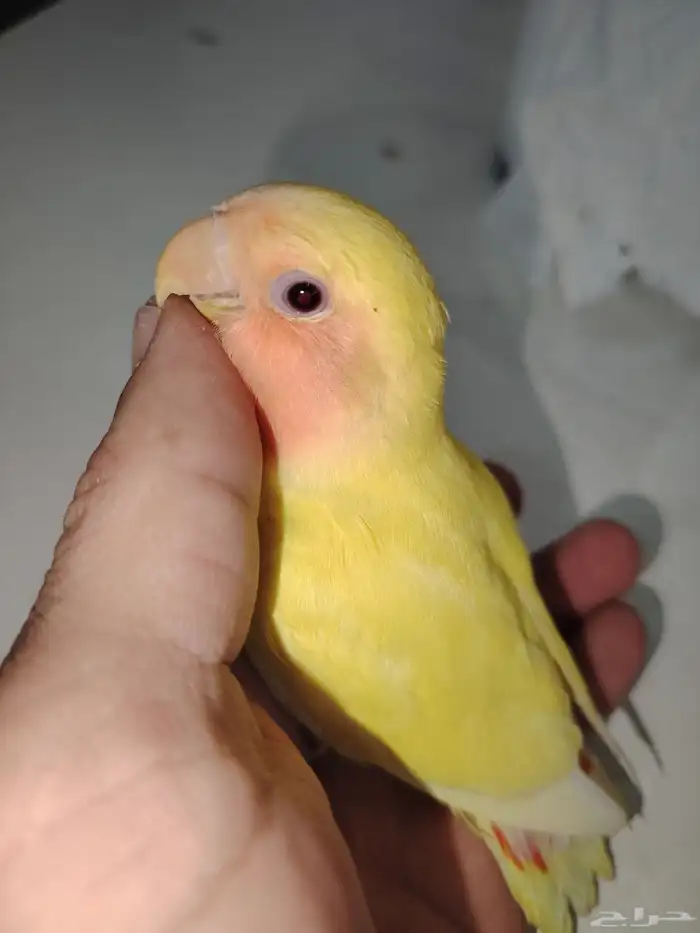 فرخ روز تم البيع تم البيع 0